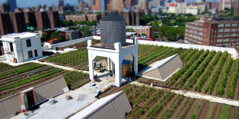 Brooklyn Grange