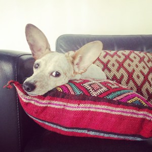 Office Dog